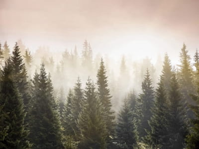 Fototapete Morgendämmerung im Fichtenwald
