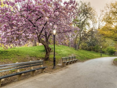 Fototapete Gasse im Frühlingspark