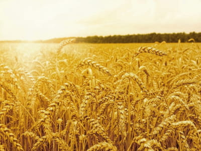 Fototapete Goldene Ohren