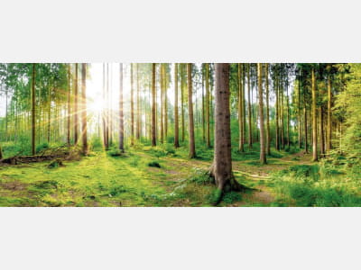 Fototapete Waldfrische