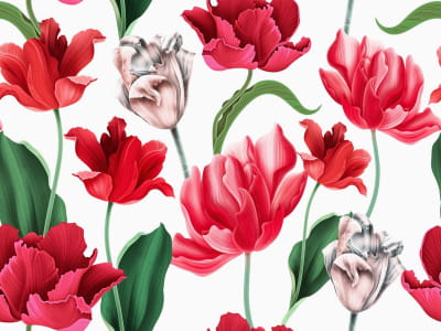 Fototapete Üppige rote Tulpen
