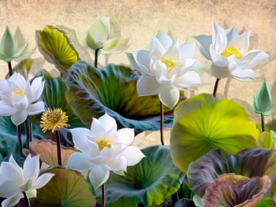 Fototapete Lotusblüte