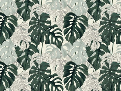 Fototapete Zartes Monstera-Blatt
