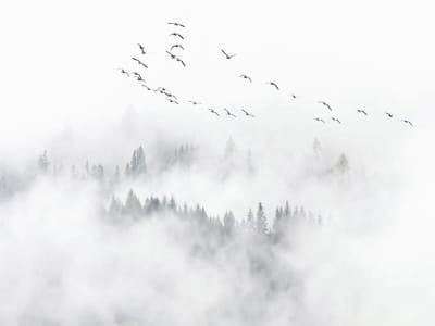 Fototapete Scharen Sie über den nebligen Wald