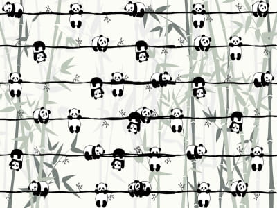 Fototapete Pandas