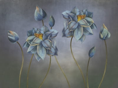 Fototapete Lotus auf dunklem Hintergrund