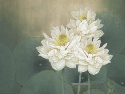 Fototapete Chinesischer Lotus