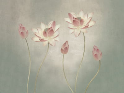 Fototapete Wilder Lotus