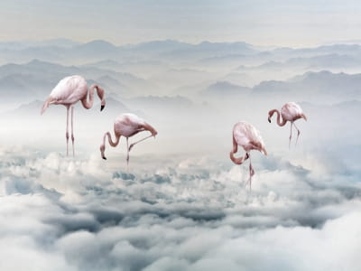 Fototapete Exotische Flamingos
