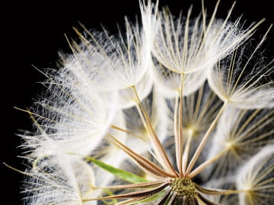 Fototapete Üppiges Löwenzahn-Makro