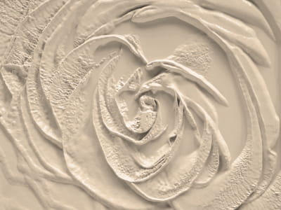 Fototapete Porzellanrose