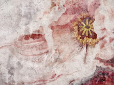 Fototapete Wunderschöne Tulpe