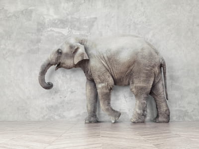 Fototapete Indischer Elefant 3D