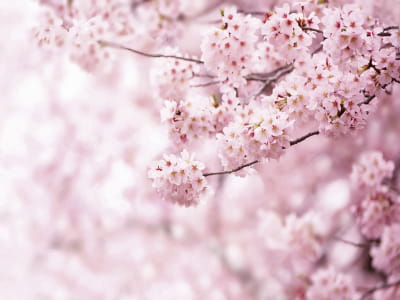 Fototapete Sakura-Blumen