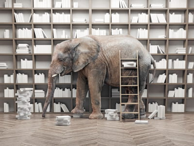 Fototapete Elefant im Raum 3D