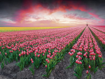 Fototapete Tulpenfeld