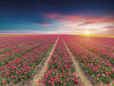 Fototapete Blühendes Tulpenfeld