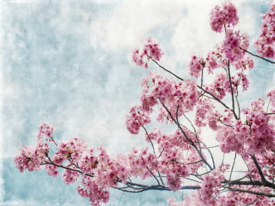 Fototapete Zarte Sakura
