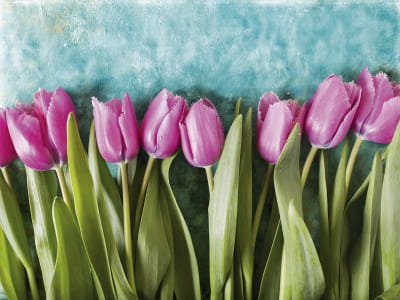Fototapete Lila Tulpen