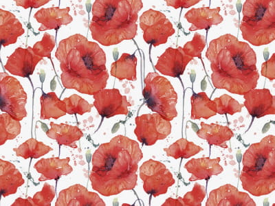 Fototapete Wunderschöne Mohnblumen