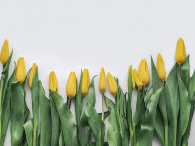 Fototapete Zarte gelbe Tulpen