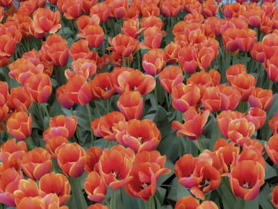 Fototapete Feld mit roten Tulpen