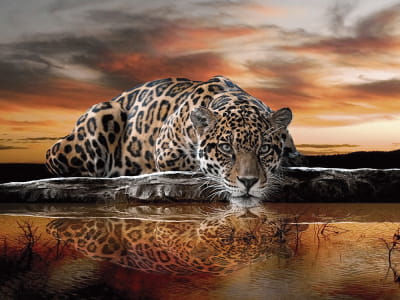 Fototapete Wilder Leopard