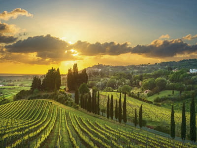 Fototapete Weinberge Italiens