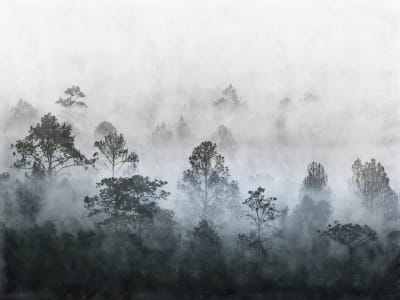 Fototapete Nebliger Morgengrauen