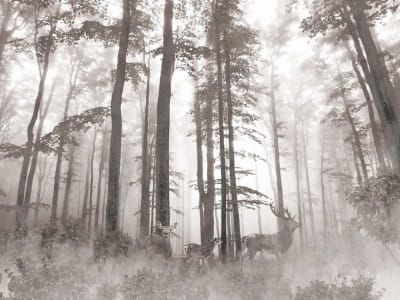 Fototapete Geheimnisvoller Herbstwald