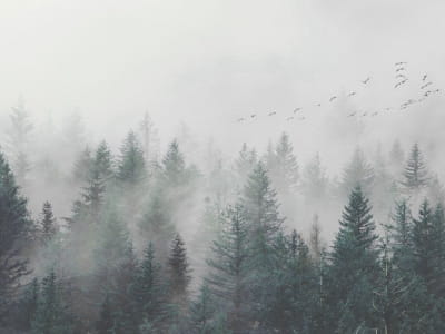Fototapete Grüner nebliger Wald
