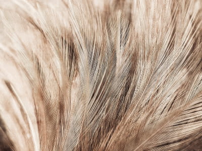 Fototapete Beige Federn