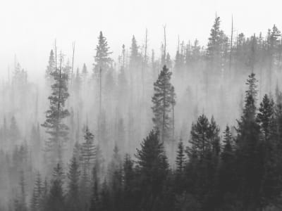 Fototapete Schwarzer Wald