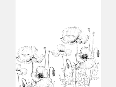 Fototapete Zarte Mohnblumen
