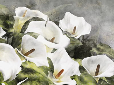 Fototapete Zarte Callas
