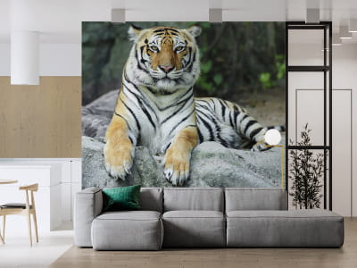 Fototapete Mächtiger Tig