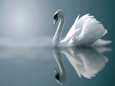 Fototapete Schöner weißer Schwan