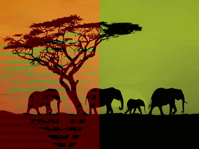 Fototapete Savanne Afrika