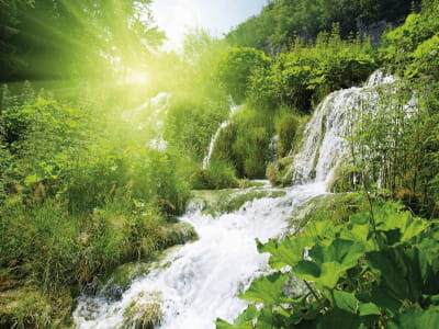 Fototapete Wasserfall in einem sonnigen Wald