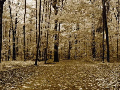 Fototapete Herbstpanorama