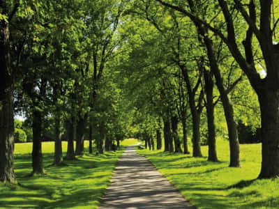 Fototapete Parkgasse
