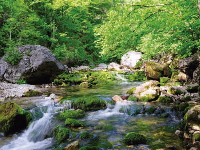 Fototapete Waldfluss