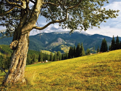 Fototapete Baum in einem Bergtal