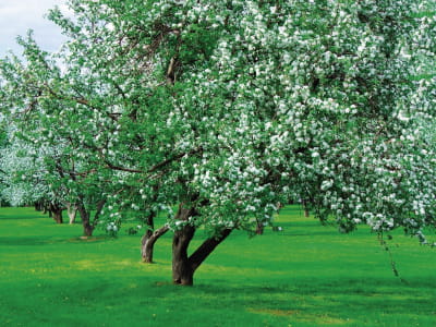 Fototapete Garten mit blühenden Bäumen