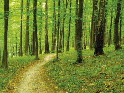 Fototapete Schmaler Waldweg