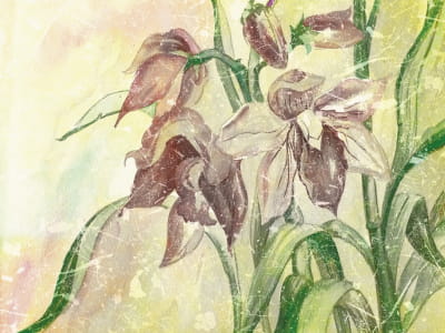 Fototapete Malerische Lilien