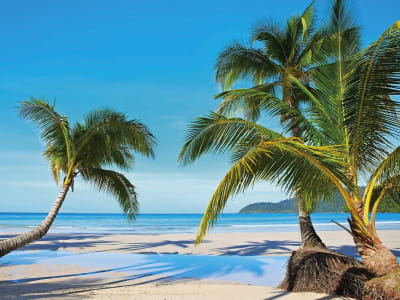 Fototapete Wunderschöne Palmen am Strand