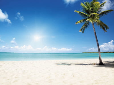 Fototapete Palme an einem sonnigen Strand