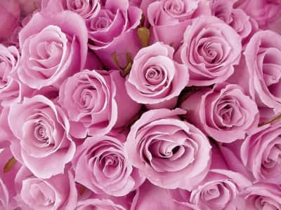 Fototapete Strauß rosa Rosen