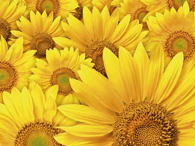 Fototapete Sonnenblumen